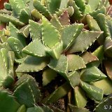 Faucaria armstrongii